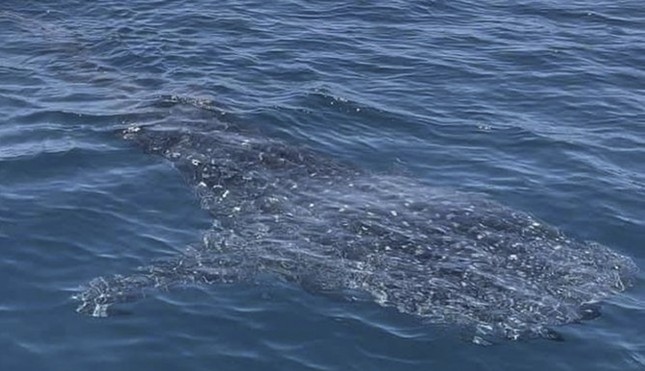 Whale shark spotted swimming in central coast of Vietnam